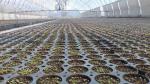 Сеянцы березы в кассетах Plantek