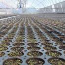 Сеянцы березы в кассетах Plantek