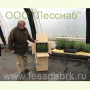 Сеянцы, упакованные в картонные коробки
